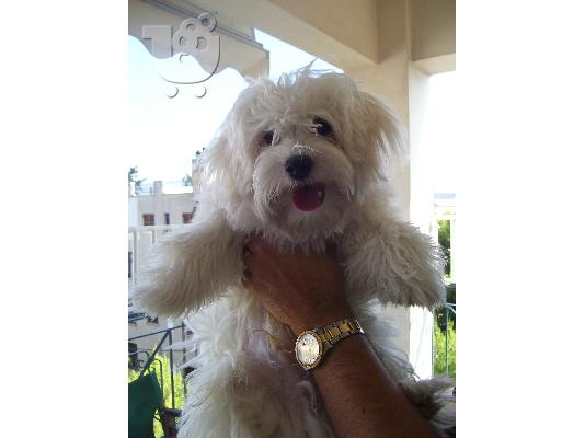 PoulaTo: Maltese 5 μηνων